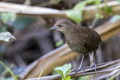 Sarothrura elegans