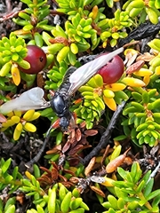Bibio pomonae