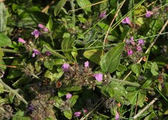 Clinopodium vulgare