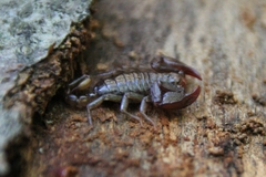 Euscorpius