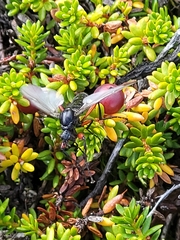Bibio pomonae