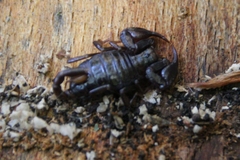 Euscorpius