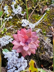 Rhodiola rosea