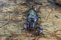 Euscorpius
