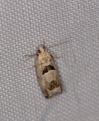 Epinotia ramella