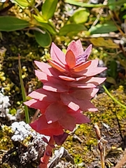 Rhodiola rosea