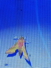 Deilephila porcellus