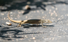 Aspidoscelis tesselatus