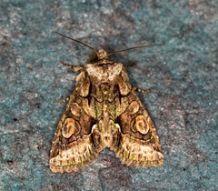 Allophyes oxyacanthae