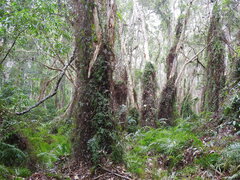 Lygodium microphyllum