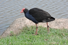 Porphyrio melanotus