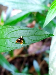 Choreutis amethystodes
