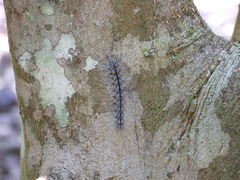 Chrysaeglia magnifica