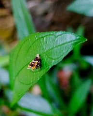 Choreutis amethystodes