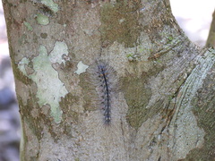 Chrysaeglia magnifica