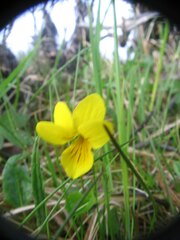 Viola biflora