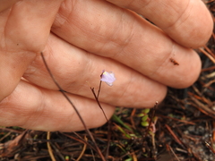 Utricularia lateriflora