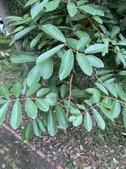 Millettia pachycarpa