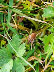 Opiliones