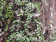 Lygodium microphyllum