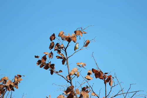 Yellow-bellied Eremomela (Eremomela icteropygialis), photo 4