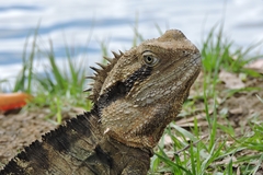 Intellagama lesueurii