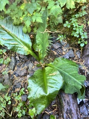 Lysichiton americanus