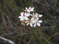 Burchardia umbellata