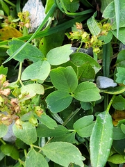 Sibbaldia procumbens