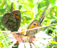 Erebia pronoe
