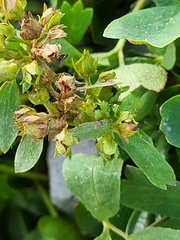 Sibbaldia procumbens