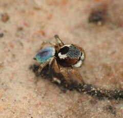 Maratus anomalus