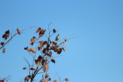 Eremomela icteropygialis
