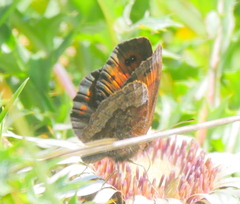 Erebia pronoe