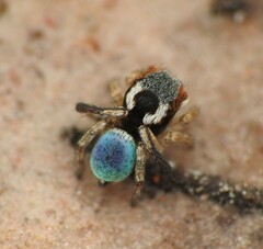 Maratus anomalus