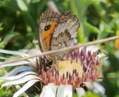 Erebia pronoe