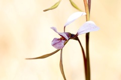 Diuris arenaria