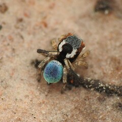 Maratus anomalus