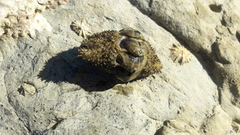 Acanthopleura gemmata