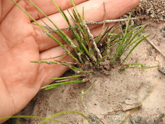 Xyris juncea