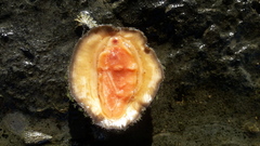 Acanthopleura gemmata