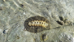 Acanthopleura gemmata