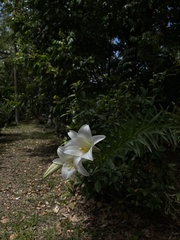 Lilium longiflorum