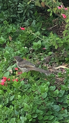 Anthochaera chrysoptera