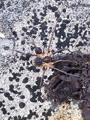 Oligolophinae