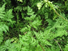 Chaerophyllum