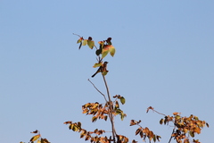 Pycnonotus nigricans