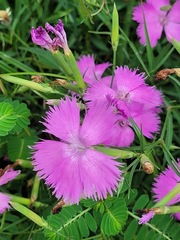 Dianthus palinensis