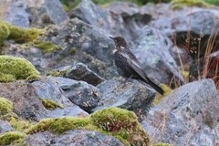 Turdus torquatus