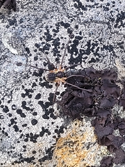 Oligolophinae